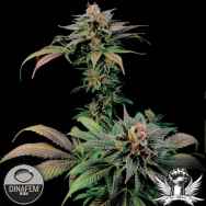 Dinafem Seeds Blue Widow